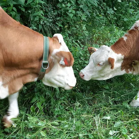 Hansenhof Farm stay *