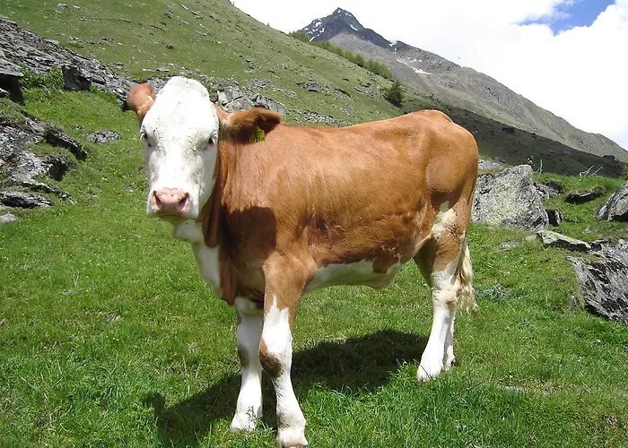 Farm stay Hansenhof Pragraten