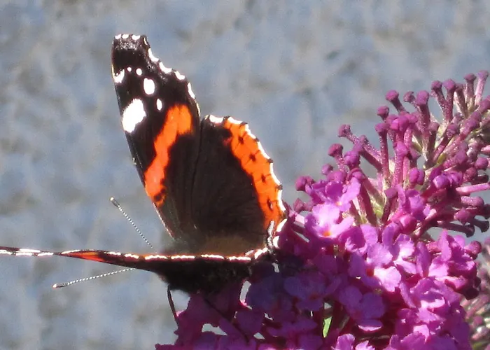 Hansenhof Farm stay Pragraten