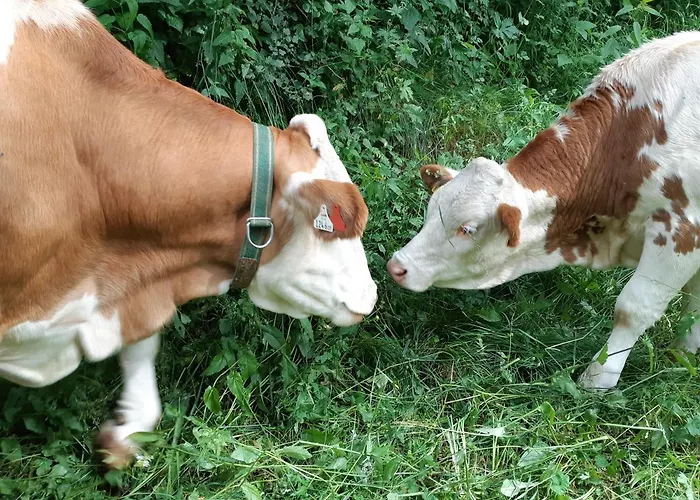 Hansenhof Farm stay *